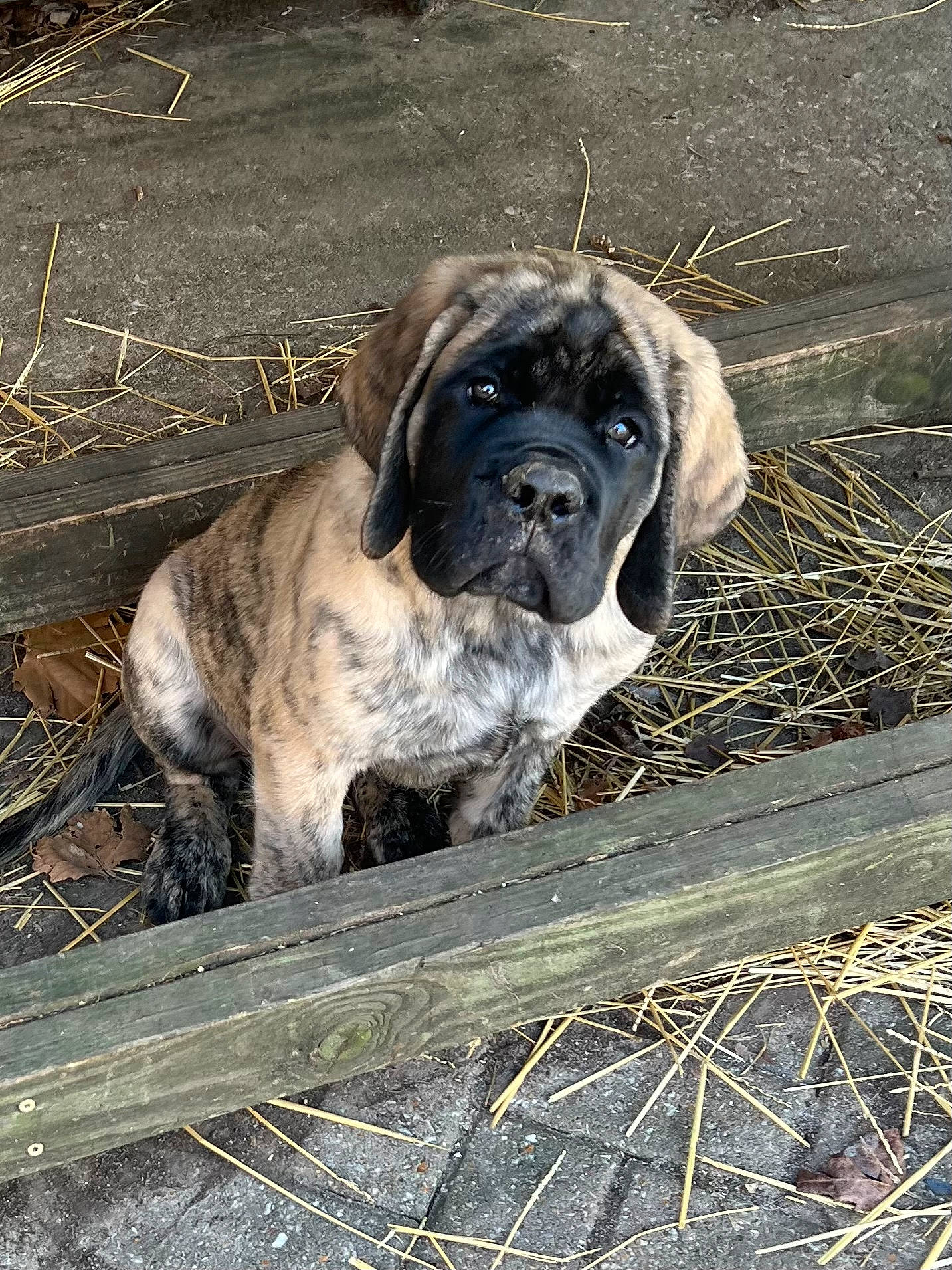 Fiona is registered to the contest to win money with this photo: ancient_dog_breeds, bored, canidae, carnivore, companion_dog, dog, dog_breed, fawn, fur, giant_dog_breed, grass, molosser, non_sporting_group, snout, sporting_group, terrestrial_animal, wood, working_animal, working_dog, wrinkle