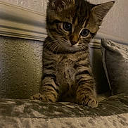 Coco is registered to the contest to win money with this photo: kitten, cat, tabby, pet, indoor, curious, young, feline, fur, whiskers, ears, couch, soft, velvet, texture, animal, cute, small, domestic, face