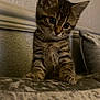 kitten, cat, tabby, pet, indoor, curious, young, feline, fur, whiskers, ears, couch, soft, velvet, texture, animal, cute, small, domestic, face