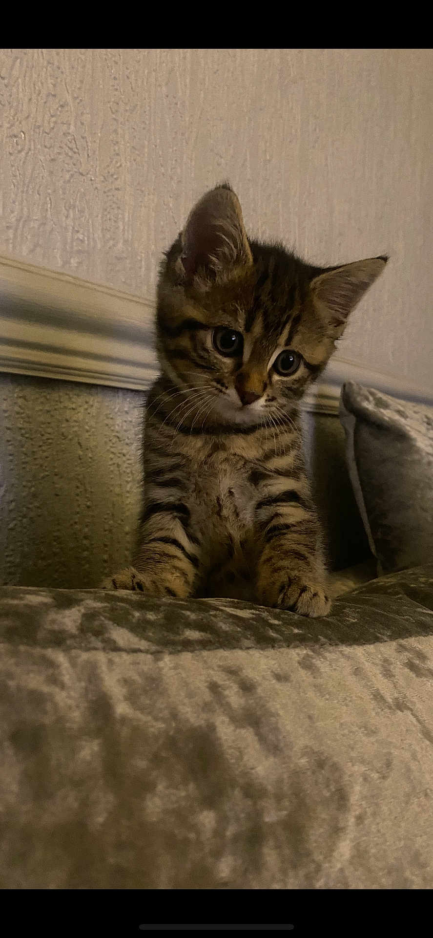 Coco is registered to the contest to win money with this photo: kitten, cat, tabby, pet, indoor, curious, young, feline, fur, whiskers, ears, couch, soft, velvet, texture, animal, cute, small, domestic, face