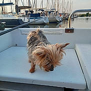 Vanille participe au concours pour gagner de l'argent avec cette photo : dog, small_dog, boat, marina, sailboats, water, outdoor, pets, animal, dock, sky, reflection, fur, curious, sniffing, daylight, vessel, harbor, leisure, travel
