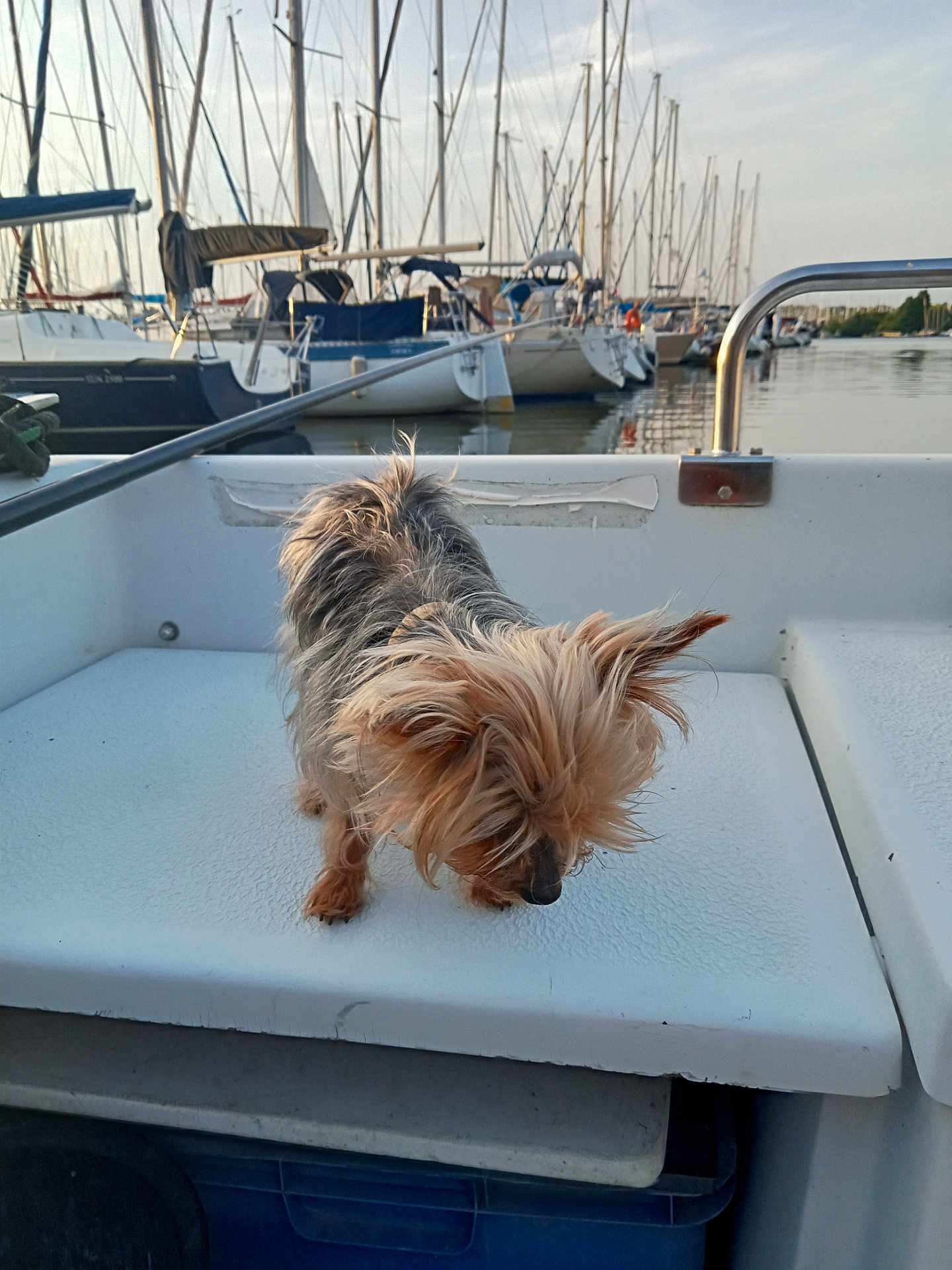 Vanille participe au concours pour gagner de l'argent avec cette photo : dog, small_dog, boat, marina, sailboats, water, outdoor, pets, animal, dock, sky, reflection, fur, curious, sniffing, daylight, vessel, harbor, leisure, travel