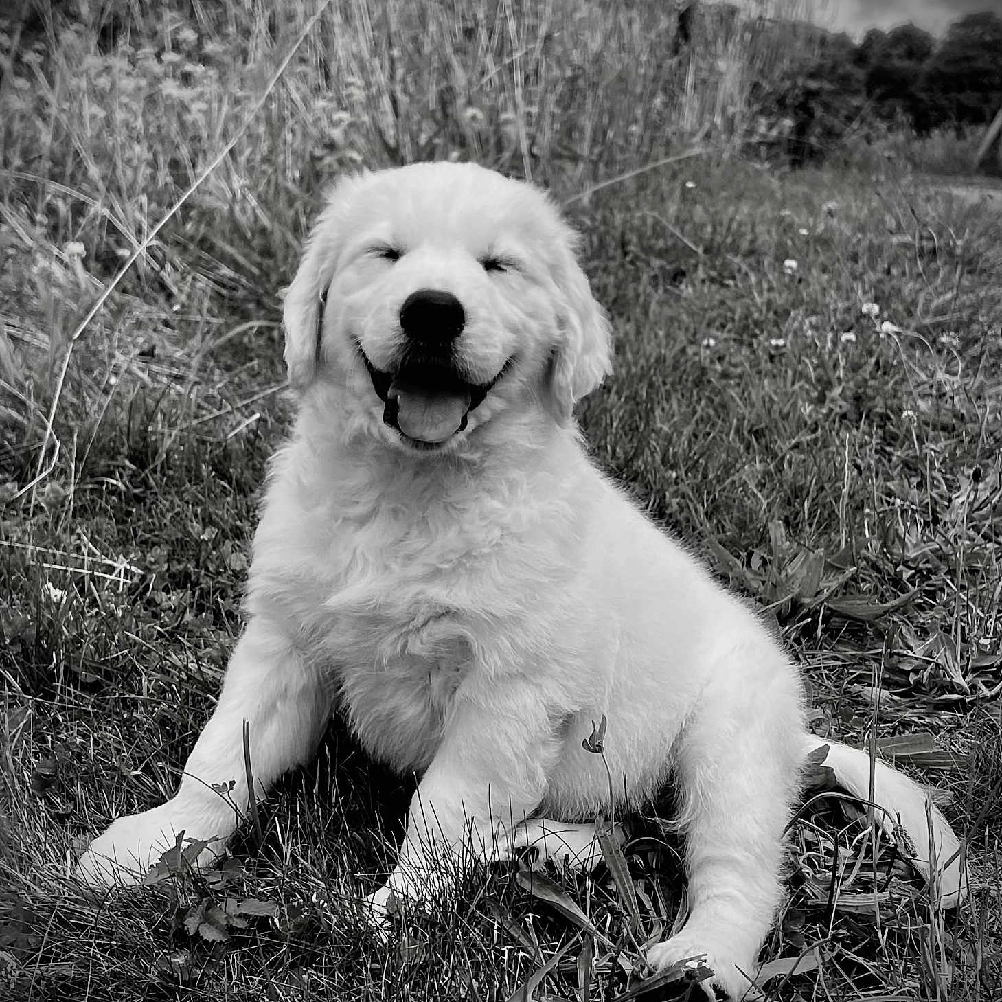 Purple a rejoint le concours — aidez-le/la à gagner de superbes lots ! animal, canine, collie, dog, eskimodog, field, goldenretriever, grass, grassland, labradorretriever, nature, outdoors, pet, plant, poodle, puppy, soil, terrier, white, whitedog