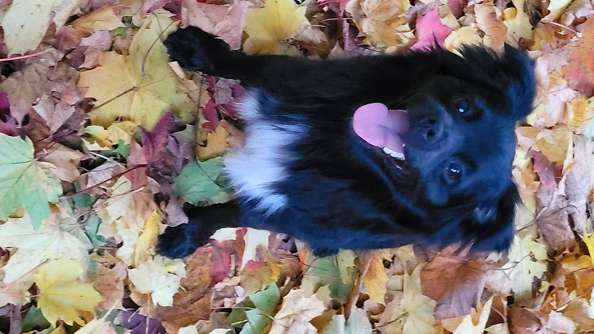 Salto a rejoint le concours — aidez-le/la à gagner de superbes lots ! autumn, canidae, carnivore, companion_dog, deciduous, dog_breed, fawn, feather, felidae, fur, glove, grass, happy, hat, petal, plant, sporting_group, tail, tints_and_shades, tree