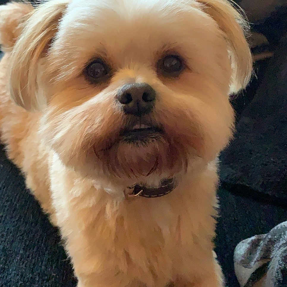 Teddy