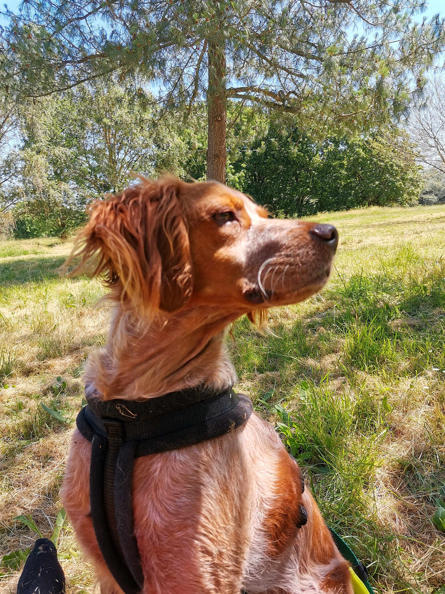 Marley
