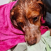 Marley a rejoint le concours — aidez-le/la à gagner de superbes lots ! animal, blanket, brown, canine, closeup, comfort, cozy, dog, expression, face, fur, indoors, pet, pink, resting, snug, soft, towel, wet, white