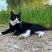 Marley a rejoint le concours — aidez-le/la à gagner de superbes lots ! cat, black_and_white, outdoor, grass, nature, animal, feline, relaxed, alert, daylight, gravel, wildlife, paw, fur, whiskers, greenery, sunlight, tree, resting, pet