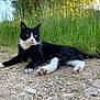 cat, black_and_white, outdoor, grass, nature, animal, feline, relaxed, alert, daylight, gravel, wildlife, paw, fur, whiskers, greenery, sunlight, tree, resting, pet