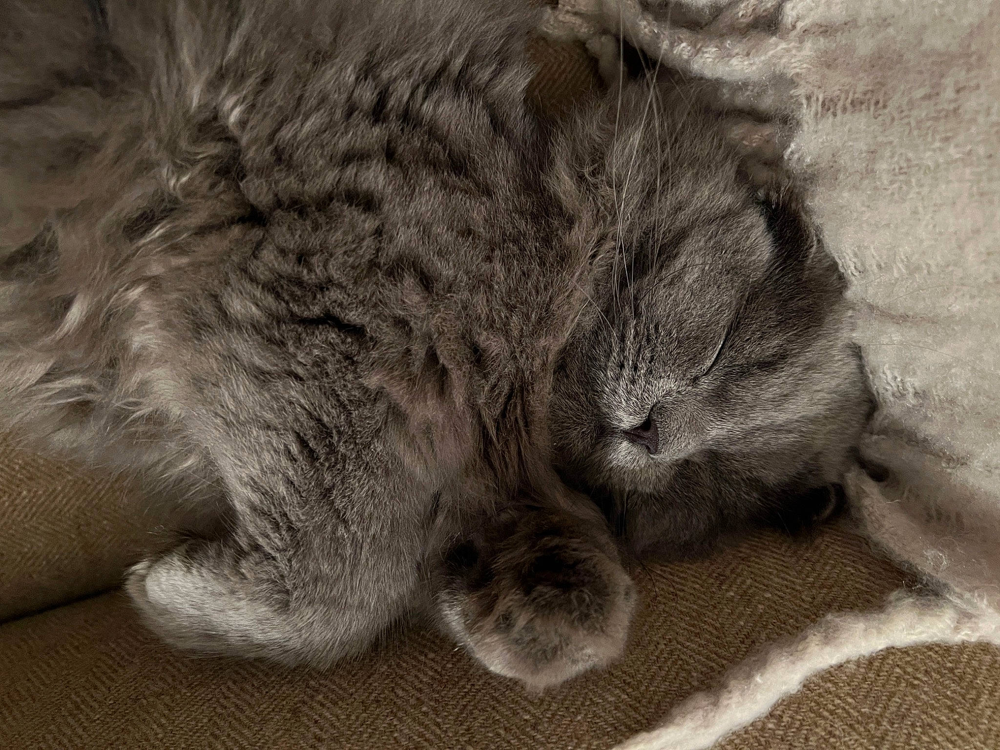 Zeus joined the competition — help win amazing prizes! carnivore, cat, claw, comfort, domestic_short_haired_cat, felidae, fur, grey, monochrome, monochrome_photography, nap, paw, sleep, small_to_medium_sized_cats, snout, tail, terrestrial_animal, whiskers