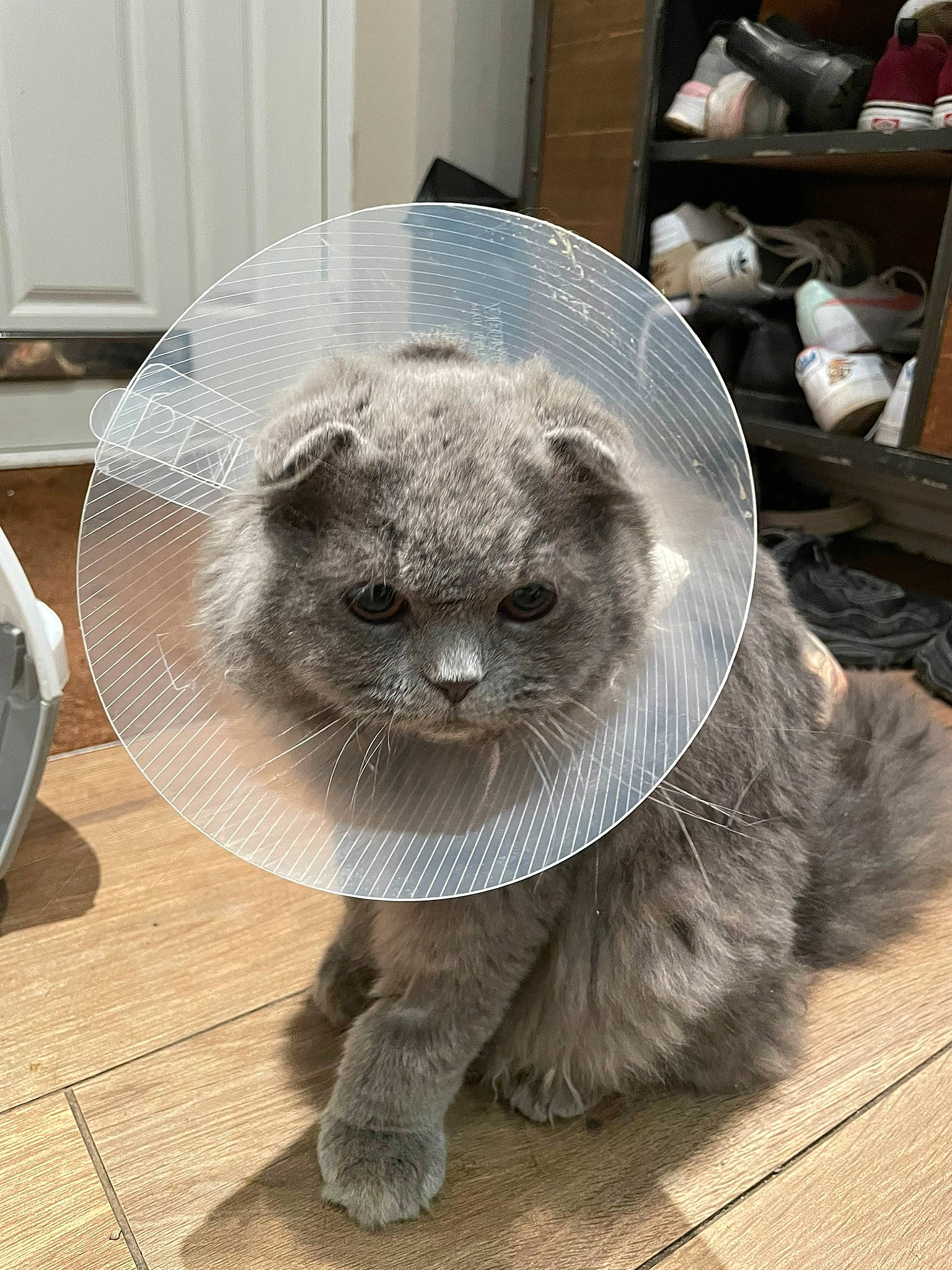 Zeus joined the competition — help win amazing prizes! canidae, carnivore, cat, cat_supply, claw, dog_breed, domestic_short_haired_cat, fawn, felidae, fur, grey, paw, puppy, small_to_medium_sized_cats, snout, tail, terrestrial_animal, whiskers, wildlife, window