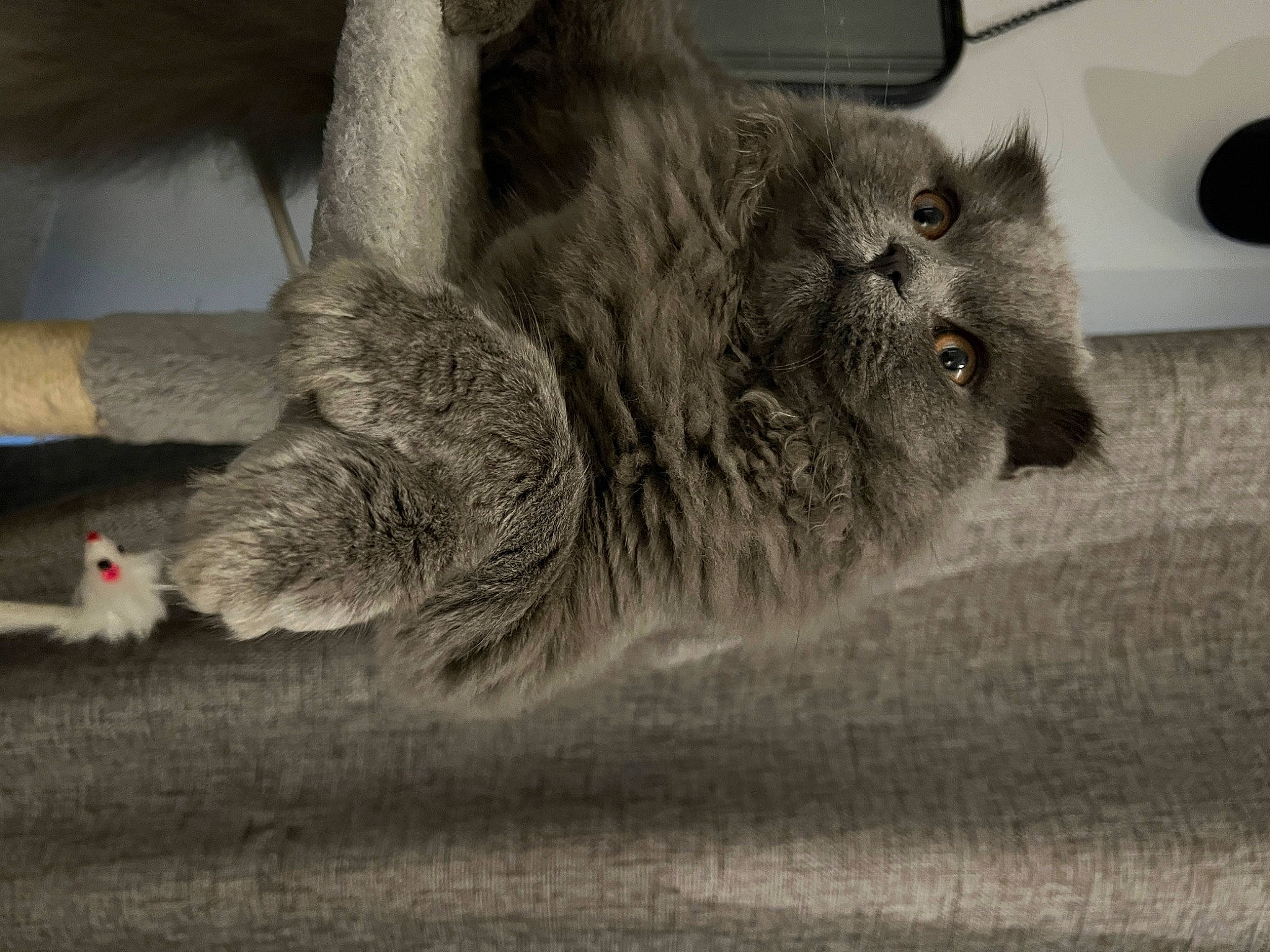 Zeus joined the competition — help win amazing prizes! automotive_tire, carnivore, cat, claw, dog_breed, domestic_short_haired_cat, fawn, felidae, foot, fur, grey, human_leg, paw, plant, small_to_medium_sized_cats, snout, tail, terrestrial_animal, whiskers, wood