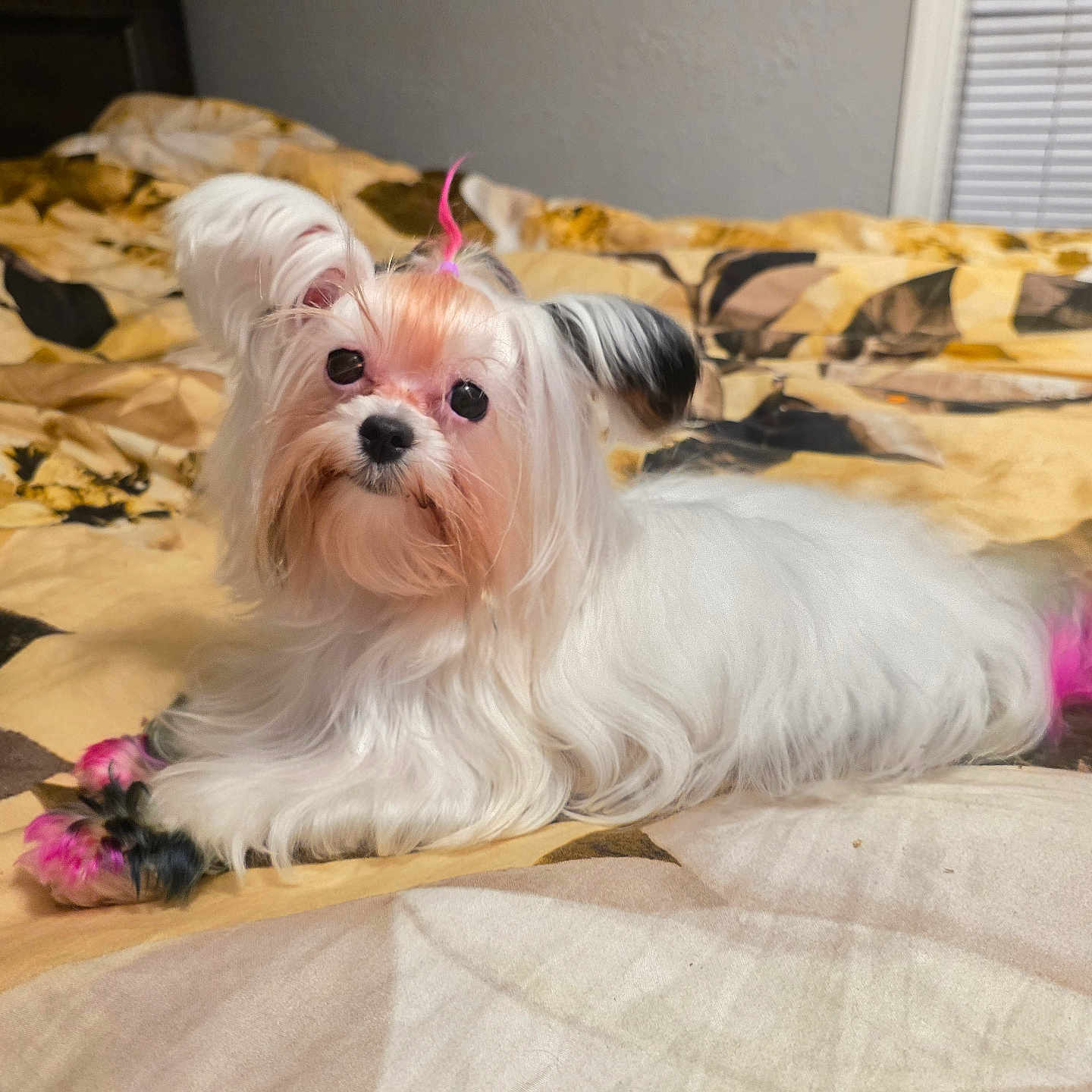 Isis Chanel is registered to the contest to win money with this photo: animal, bed, black_nose, cozy, curious, cute, dog, domestic_animal, ears, fur, indoor, long_hair, lying_down, paw, pet, pink_highlights, relaxed, small_dog, tail, white_fur