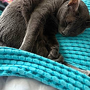 Blue joined the competition — help win amazing prizes! cat, gray_cat, sleeping, cozy, blanket, turquoise, fur, pet, animal, resting, indoor, soft_texture, cute, relaxed, close_up, paw, whiskers, nap, domestic_cat, comfort