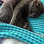 cat, gray_cat, sleeping, cozy, blanket, turquoise, fur, pet, animal, resting, indoor, soft_texture, cute, relaxed, close_up, paw, whiskers, nap, domestic_cat, comfort