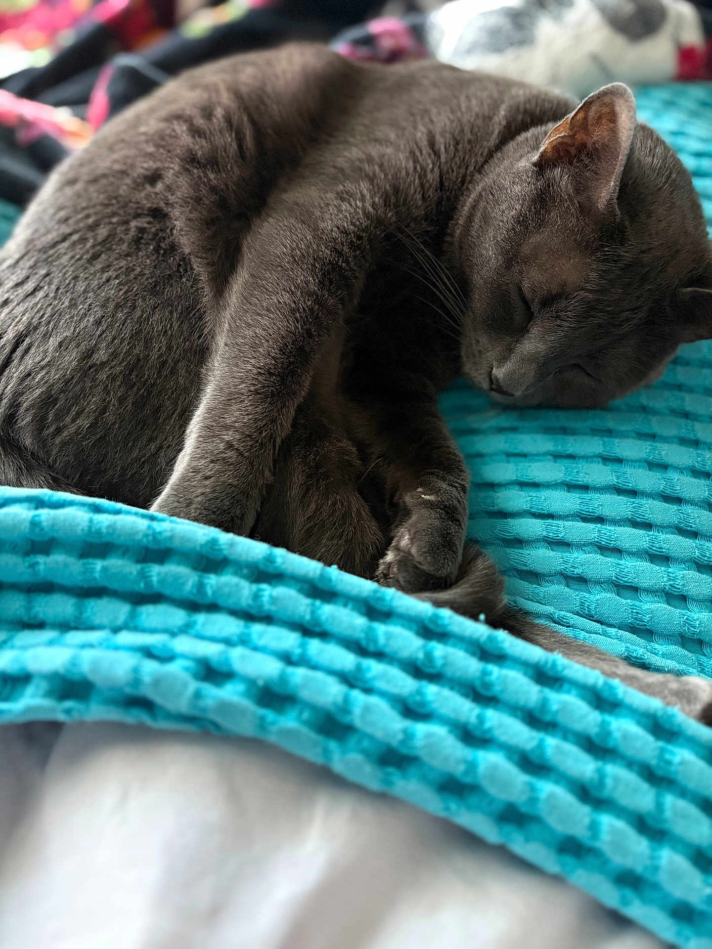 Blue joined the competition — help win amazing prizes! cat, gray_cat, sleeping, cozy, blanket, turquoise, fur, pet, animal, resting, indoor, soft_texture, cute, relaxed, close_up, paw, whiskers, nap, domestic_cat, comfort