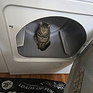 Bear is registered to the contest to win money with this photo: cat, tabby, dryer, laundry_room, floor_mat, curious, pet, indoor, appliance, household, open_door, wood_floor, striped, cute, animal, feline, domestic, cozy, home, exploration
