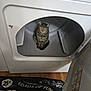 cat, tabby, dryer, laundry_room, floor_mat, curious, pet, indoor, appliance, household, open_door, wood_floor, striped, cute, animal, feline, domestic, cozy, home, exploration