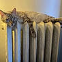 animal, blue_eyes, cat, cool_lighting, cozy, curious, fur, furniture, home, indoor, paws, pet, radiator, relaxed, resting, sprawled, tabby_cat, vintage, warm_lighting, white