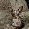 dog, chihuahua, small_dog, pet, animal, portrait, sitting, indoors, blanket, fleece, knitted_throw, cozy, home, couch, brown_and_white, large_ears, wide_eyes, short_hair, cute, photography
