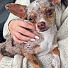 dog, chihuahua, small_dog, puppy, speckled_coat, large_ears, brown_and_white, pet, animal, portrait, close_up, car, car_interior, seatbelt, sweater, cream_clothing, human_hand, cozy, cute, sitting