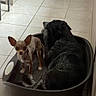 dog, dogs, chihuahua, large_dog, small_dog, black_dog, brown_dog, pet_bed, indoors, tile_floor, home, standing, lying_down, sitting, animal, canine, companion_animals, portrait, room, funny