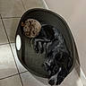 dog, dogs, puppy, black_dog, spotted_dog, pet, sleeping, lying_down, dog_bed, animal_bed, indoors, tile_floor, wall, resting, relaxed, companionship, black_coat, spotted_coat, home, cute
