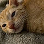 Honey is registered to the contest to win money with this photo: cat, orange_tabby, close_up, whiskers, fur, sleepy, resting, blanket, cozy, pet, animal, cute, indoor, soft_texture, relaxing, feline, muzzle, portrait, domestic_cat, nap