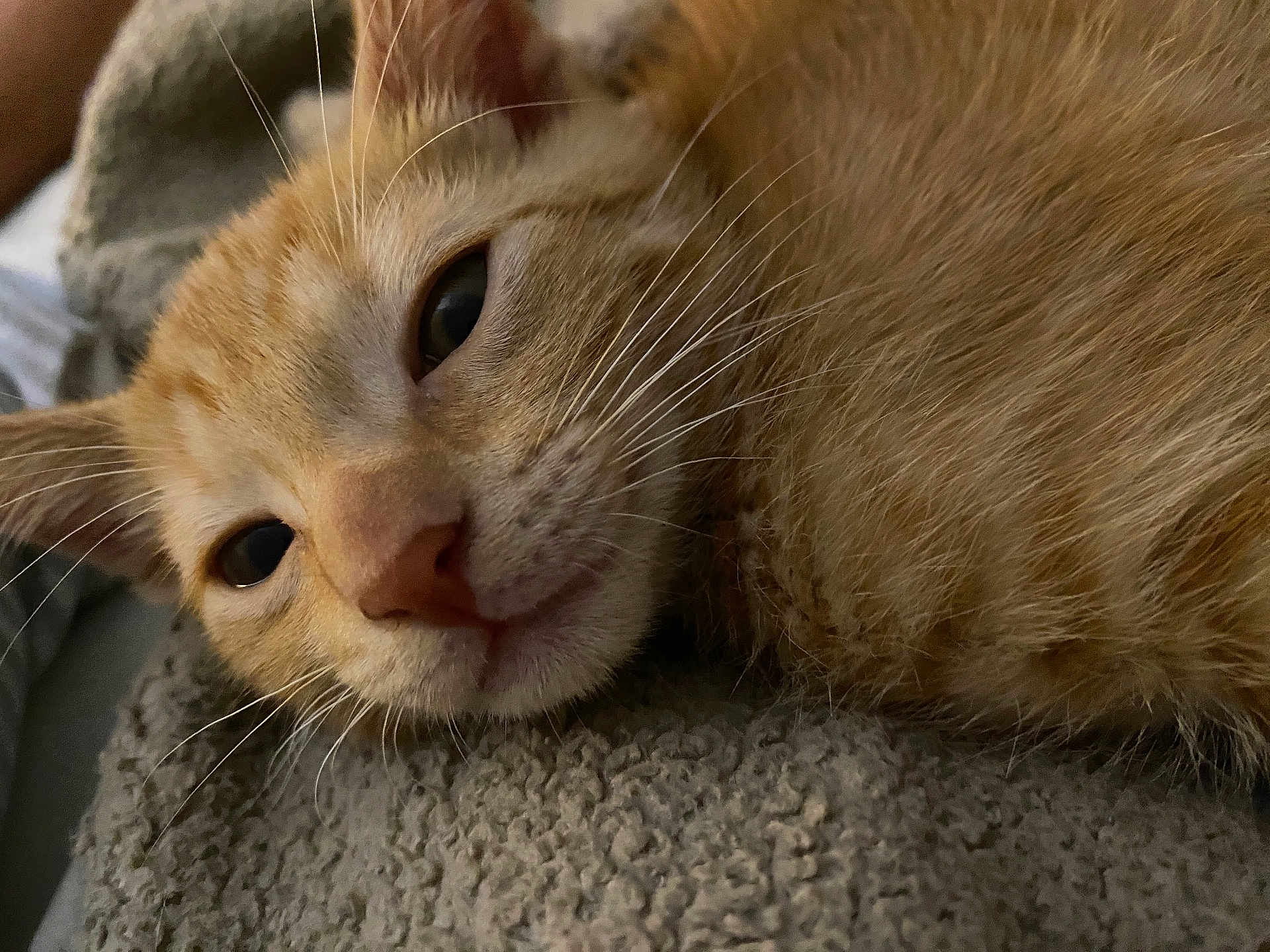 Honey is registered to the contest to win money with this photo: cat, orange_tabby, close_up, whiskers, fur, sleepy, resting, blanket, cozy, pet, animal, cute, indoor, soft_texture, relaxing, feline, muzzle, portrait, domestic_cat, nap