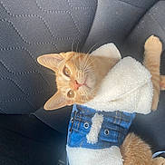 Honey is registered to the contest to win money with this photo: cat, orange_cat, pet_clothing, fleece_jacket, car_seat, indoor, animal, fur, whiskers, ears, tail, texture, comfort, relaxation, closeup, cute, domestic_animal, mammal, seat, resting