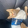 cat, orange_cat, pet_clothing, fleece_jacket, car_seat, indoor, animal, fur, whiskers, ears, tail, texture, comfort, relaxation, closeup, cute, domestic_animal, mammal, seat, resting