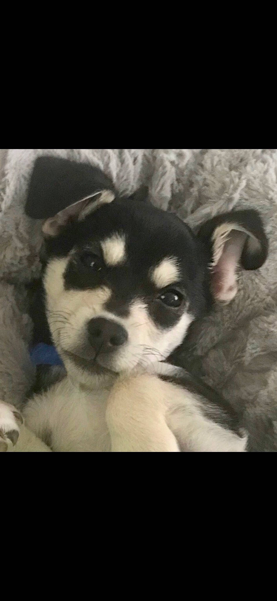 Bogart joined the competition — help win amazing prizes! ancient_dog_breeds, beaglier, canidae, carnivore, companion_dog, dog, dog_breed, fur, non_sporting_group, paw, puppy, puppy_love, snout, sporting_group, terrestrial_animal, toy_dog, whiskers, working_animal, working_dog