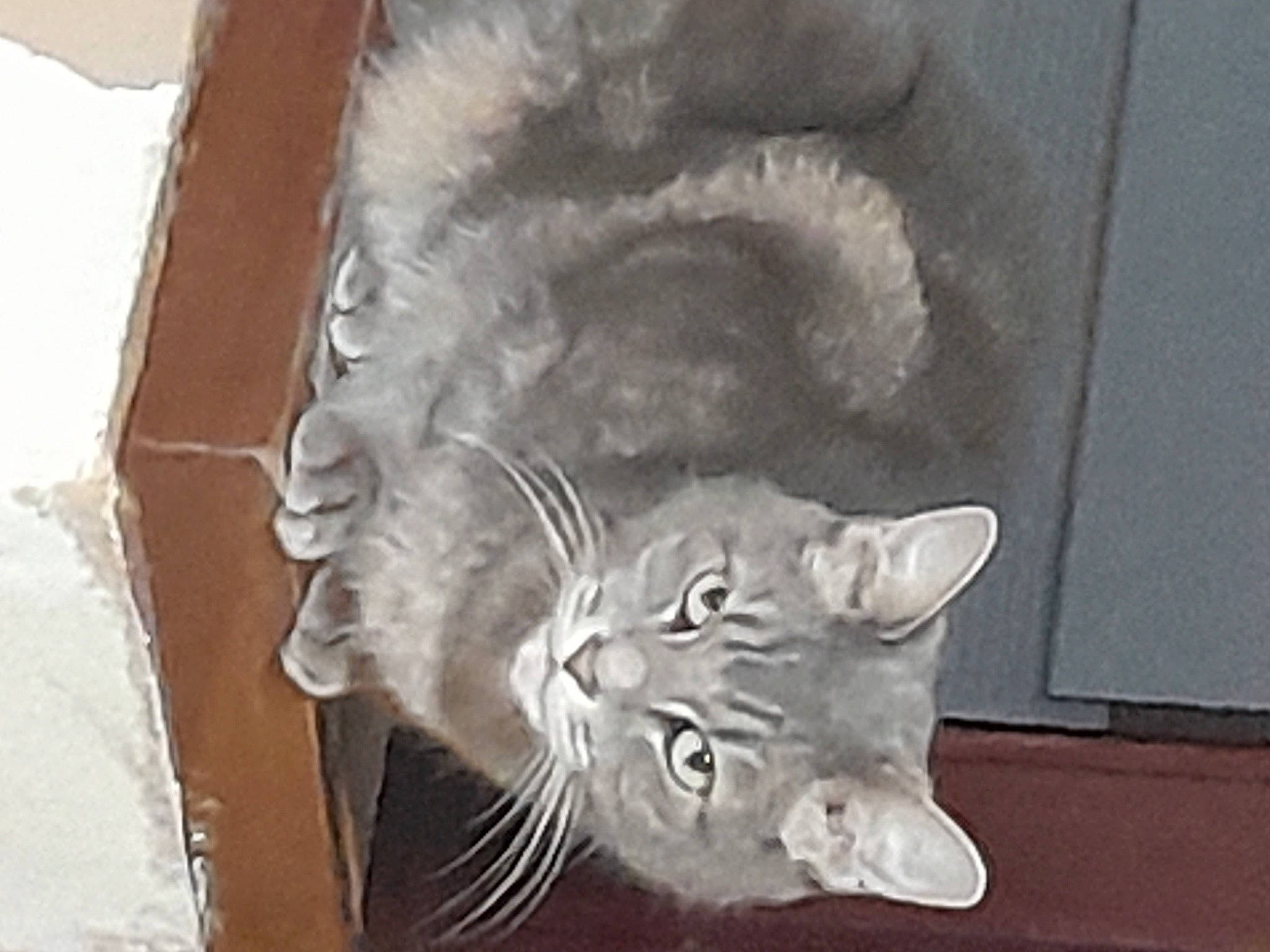 Papuche a rejoint le concours — aidez-le/la à gagner de superbes lots ! carnivore, cat, claw, domestic_short_haired_cat, felidae, fur, grey, paw, small_to_medium_sized_cats, snout, tail, whiskers, window