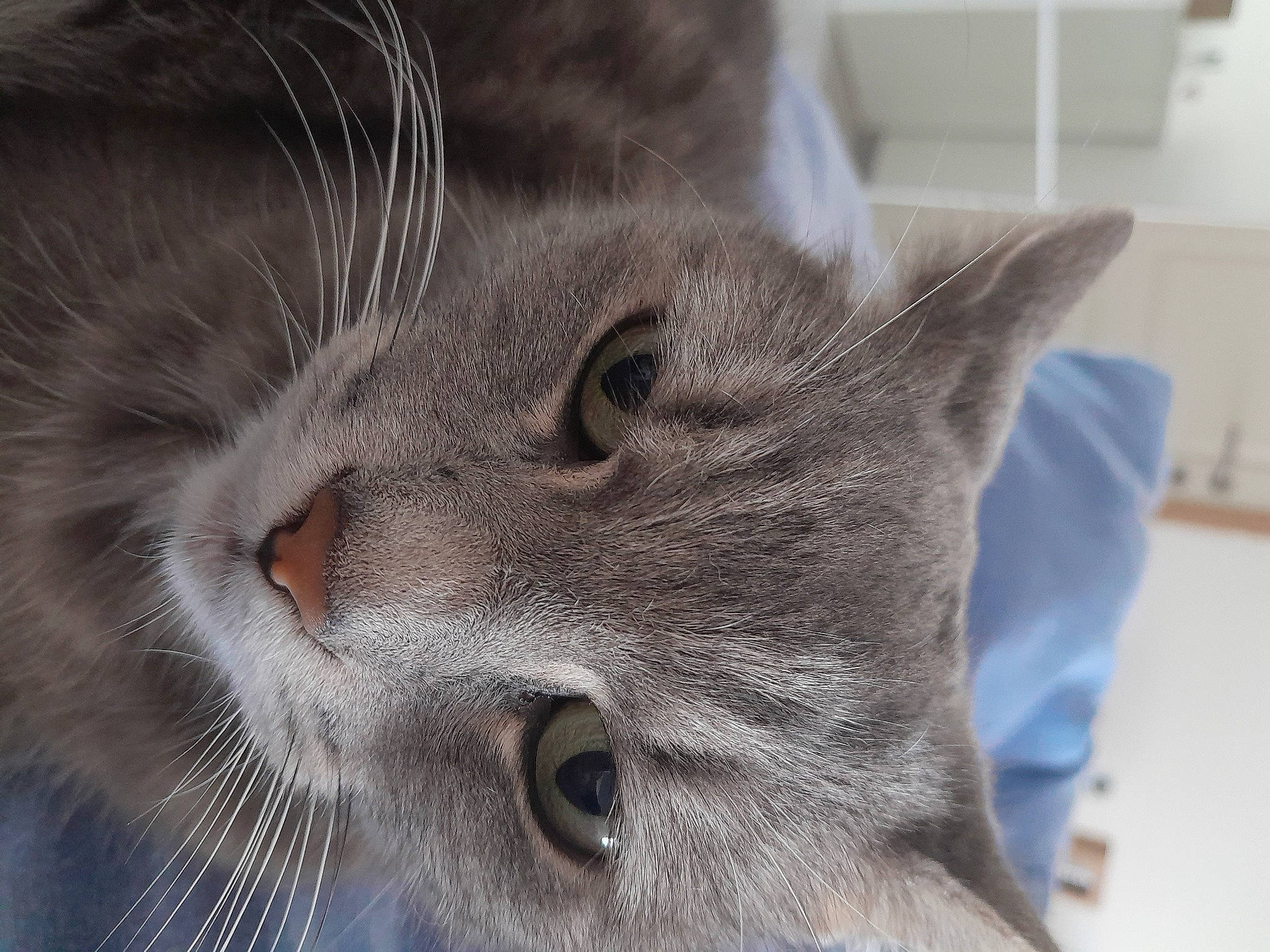 Papuche participe au concours pour gagner de l'argent avec cette photo : carnivore, cat, domestic_short_haired_cat, ear, electric_blue, eye, felidae, fur, grey, russian_blue, small_to_medium_sized_cats, snout, terrestrial_animal, whiskers, window