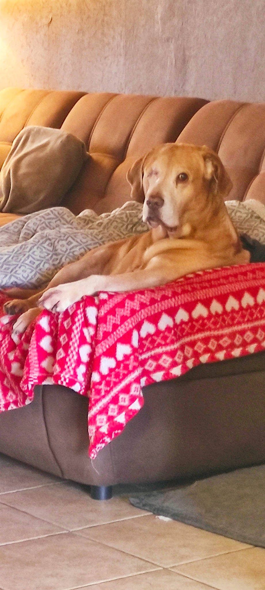 Barney participe au concours pour gagner de l'argent avec cette photo : bed, bedding, bedtime, blanket, carnivore, comfort, companion_dog, dog, dog_breed, dog_supply, fawn, hardwood, human_leg, linens, magenta, nap, paw, thigh, wood, working_animal