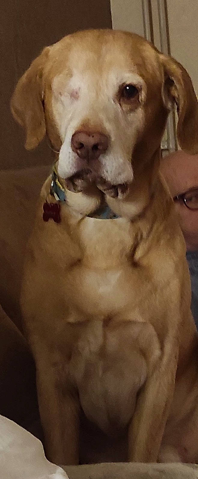 Barney a rejoint le concours — aidez-le/la à gagner de superbes lots ! canidae, carnivore, companion_dog, dog, dog_breed, dog_collar, ear, fawn, fur, gesture, happy, jaw, liver, pleased, puppy_love, selfie, snout, sporting_group, whiskers, working_animal