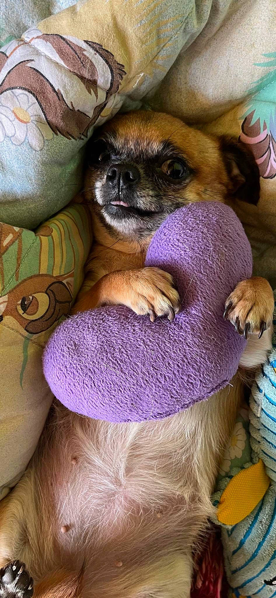 Lila participe au concours pour gagner de l'argent avec cette photo : carnivore, comfort, companion_dog, dog, dog_breed, fawn, fur, magenta, mammal, paw, purple, snout, stuffed_toy, terrestrial_animal, toy, toy_dog, vertebrate, whiskers, wool, woolen