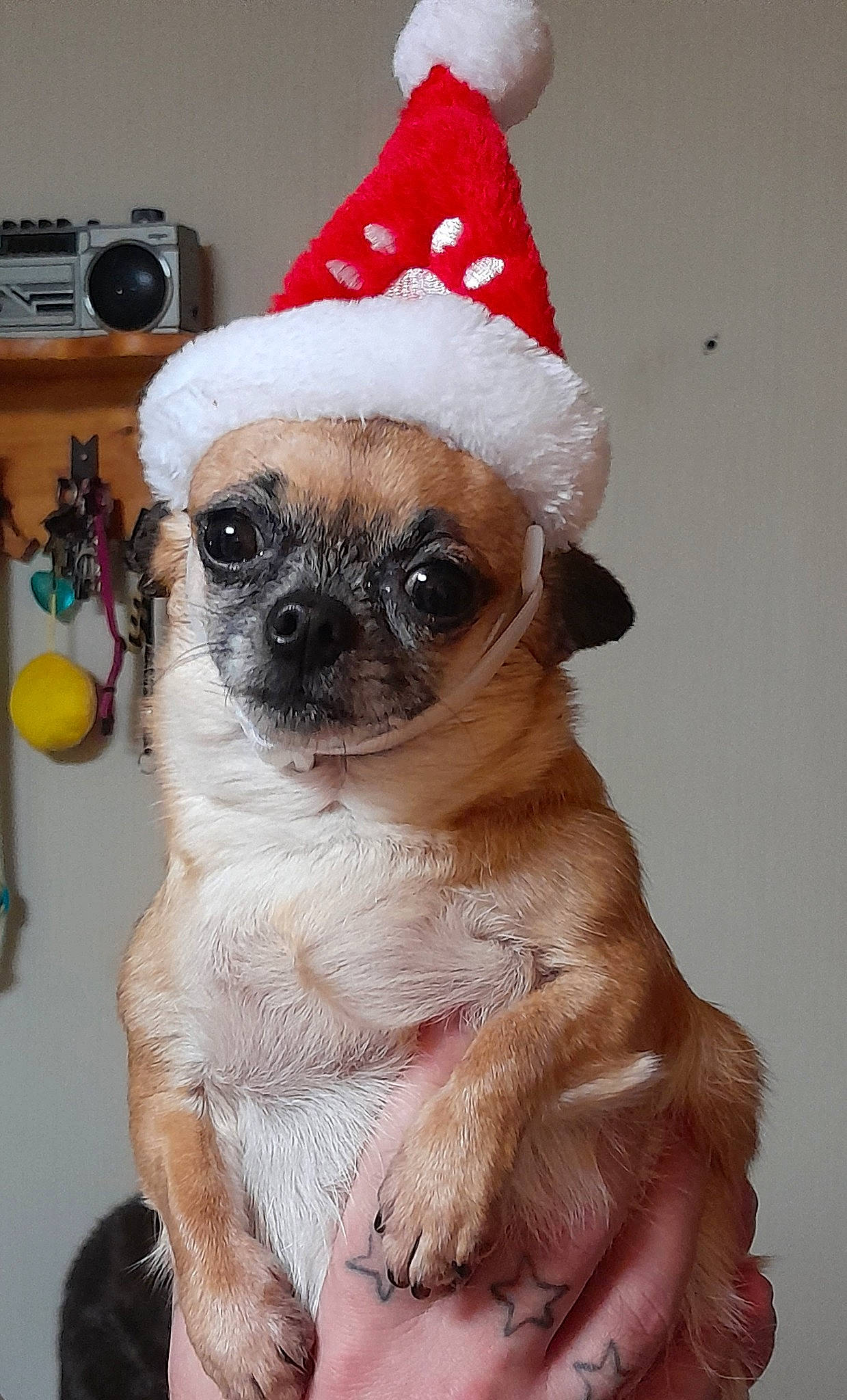 Lila a rejoint le concours — aidez-le/la à gagner de superbes lots ! canidae, carnivore, companion_dog, costume_hat, dog, dog_breed, event, eyewear, fawn, fur, hat, party_hat, pug, santa_claus, snout, sporting_group, toy_dog, whiskers, working_animal, wrinkle