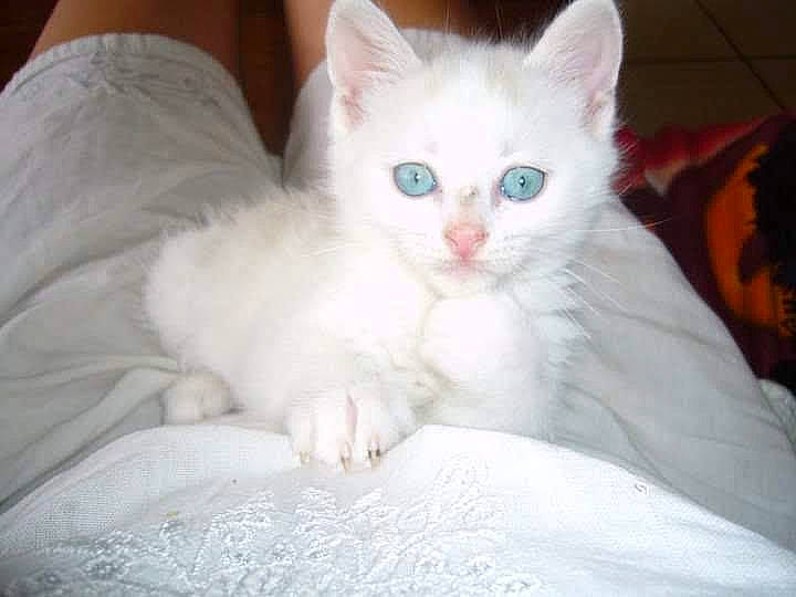 Kana participe au concours pour gagner de l'argent avec cette photo : carnivore, cat, claw, comfort, domestic_short_haired_cat, ear, eye, felidae, foot, fur, iris, paw, sitting, small_to_medium_sized_cats, tail, whiskers