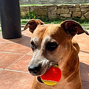 Lahia participe au concours pour gagner de l'argent avec cette photo : dog, pet, tennis_ball, ball, playing, outdoors, patio, tile_floor, sunlight, brown_fur, canine, close_up, portrait, muzzle, nose, ears, toy, shadow, relaxed, fetch