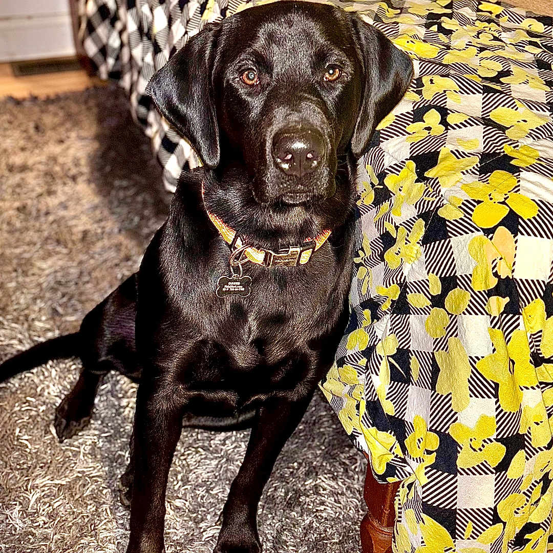 Gunner is registered to the contest to win money with this photo: animal, bed, bedroom, blanket, canine, couch, cushion, dog, furniture, hardwood, homedecor, hound, indoors, labradorretriever, pet, plywood, pointer, puppy, room, wood