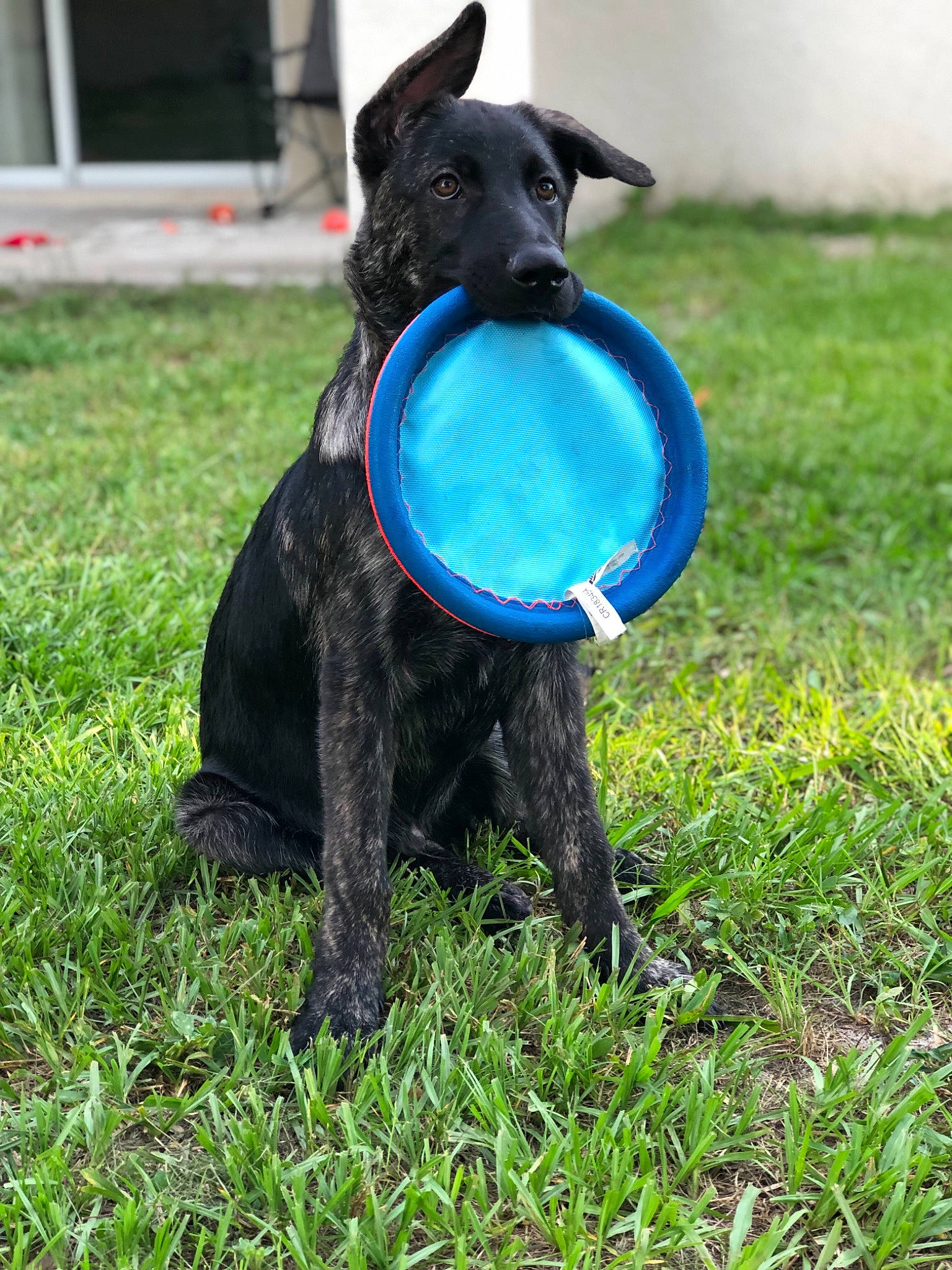 Abel joined the competition — help win amazing prizes! ball, canidae, carnivore, disc_dog, dog, dog_breed, dog_collar, formosan_mountain_dog, grass, mammal, obedience_training, puppy, rare_breed_dog, sporting_group