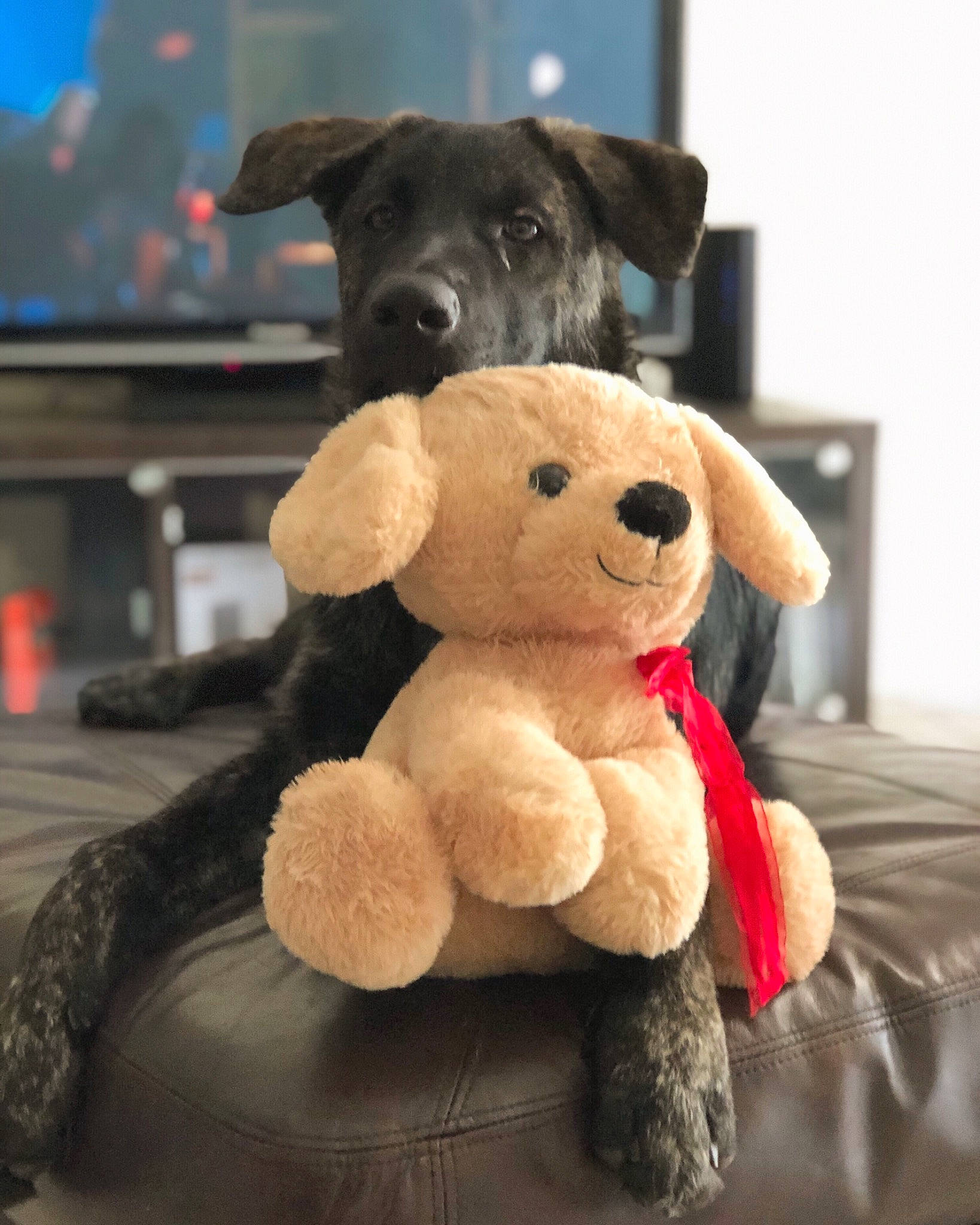 Abel is registered to the contest to win money with this photo: canidae, carnivore, companion_dog, dog, dog_breed, dog_toy, plush, puppy, snout, sporting_group, stuffed_toy, teddy_bear, textile, toy