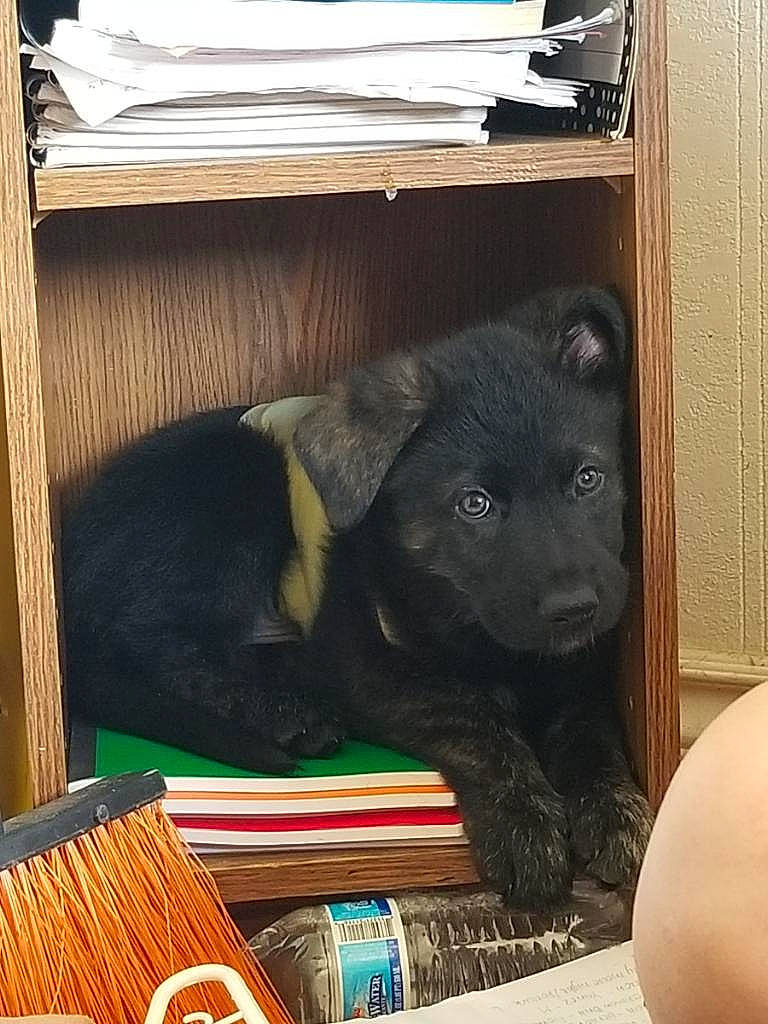 Abel is registered to the contest to win money with this photo: bear, canidae, carnivore, cat, dog, dog_breed, non_sporting_group, puppy, room, schipperke, sporting_group