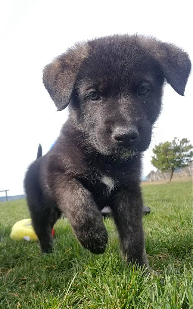 Abel joined the competition — help win amazing prizes! borador, canidae, carnivore, companion_dog, dog, dog_breed, labrador_husky, labrador_retriever, mammal, patterdale_terrier, puppy, rare_breed_dog, snout, sporting_group, vertebrate