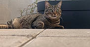 Yoda participe au concours pour gagner de l'argent avec cette photo : cat, tabby_cat, pet, animal, feline, relaxed, alert, floor, tile, plant, planter, greenery, outdoor, nature, whiskers, ears, eyes, fur, resting, domestic_animal