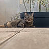 cat, tabby_cat, pet, animal, feline, relaxed, alert, floor, tile, plant, planter, greenery, outdoor, nature, whiskers, ears, eyes, fur, resting, domestic_animal