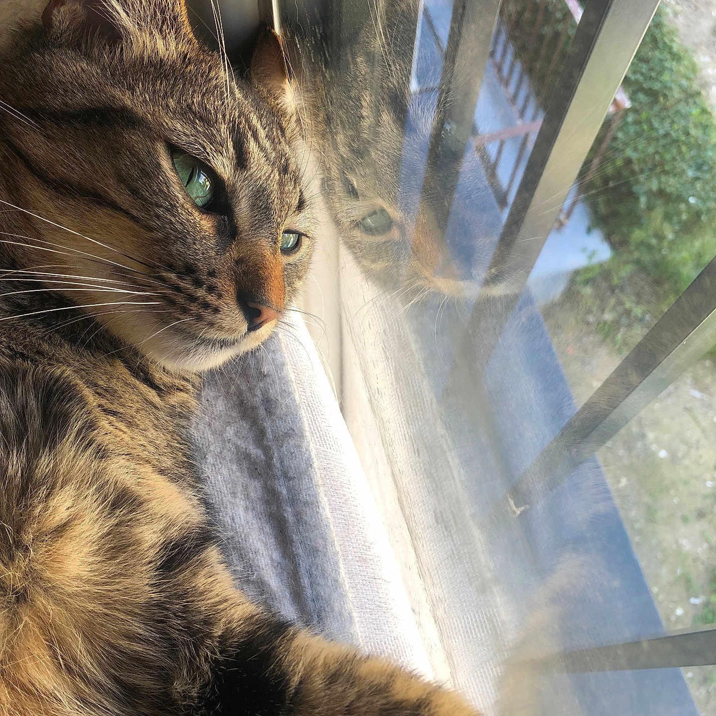 Yoda a rejoint le concours — aidez-le/la à gagner de superbes lots ! cat, tabby, window, reflection, green_eyes, fur, whiskers, bars, outdoor, nature, relaxing, pet, animal, closeup, daylight, indoor, portrait, looking, resting, peaceful