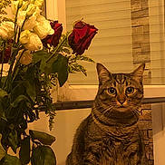 Yoda a rejoint le concours — aidez-le/la à gagner de superbes lots ! cat, tabby_cat, flower_bouquet, roses, white_roses, red_roses, indoor, window, blinds, plant, green_leaves, pet, feline, sitting, curious, close_up, warm_lighting, cozy, home, animal