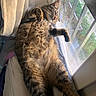 Yoda participe au concours pour gagner de l'argent avec cette photo : cat, tabby_cat, sleeping, relaxed, window, windowsill, sunlight, curtain, indoor, feline, pet, cozy, resting, fur, whiskers, paw, home, daylight, animal, cute